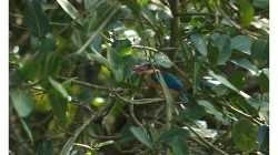 Goa - Palolem Beach - ledňák