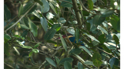 Goa - Palolem Beach - ledňák