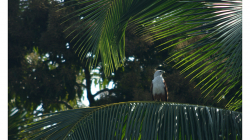 Goa - Palolem Beach - orel