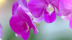 Orchideje