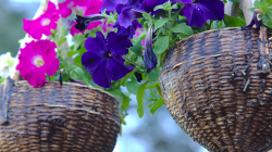 Květináč Petúnií