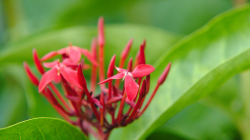 Thajsko a květy? To k sobě sedí