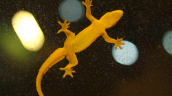 B2 hotel (night bazaar) - 350THB