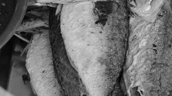 Ryby, proč se to prodává zrovna takhle, netuším