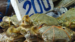 Trh pro místní v Chiang Rai