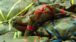 Trh pro místní v Chiang Rai