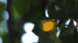 První lapený motýl