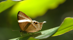 Jeden z thajských motýlů