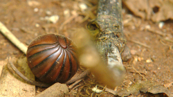 Něco z thajského hmyzu