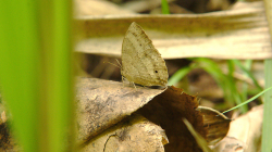 Jeden z thajských motýlů