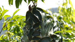 Jakýsi \"kokon\", ví někdo oč jde?