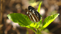 Jeden z thajských motýlů