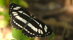 Jeden z thajských motýlů