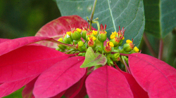 Vánoční hvězda nadivoko