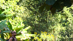 Obr listy, pro srovnání s Dravonem