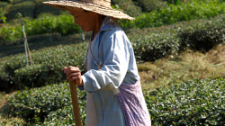 Práce na čajových políčkách