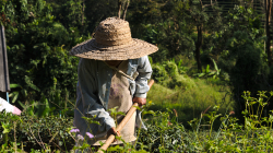Práce na čajových políčkách