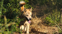 Pesaj, za chvíli přišla panička