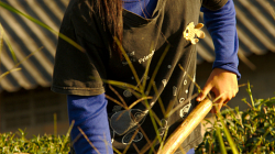 Práce na čajových políčkách