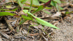 Kudlanka, asi se modlí