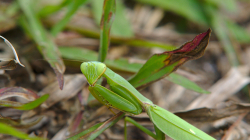 Kudlanka, asi se modlí