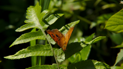 Jeden thajských motýlů