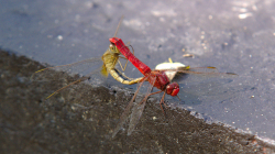 I na vážky příjdou chutě