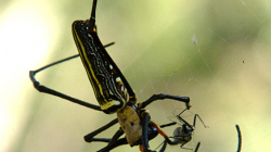 Pavouk něco požírá