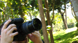 Pavouk pro srovnání velikosti s Dravonem