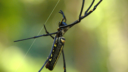 Pavouk, nevypadá to, ale byl pořádný