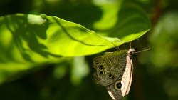 Jeden z thajských motýlů