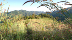 Výprava se mi ztratila ve vysoké trávě