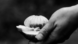 Plod, poradí někdo, co je zač?