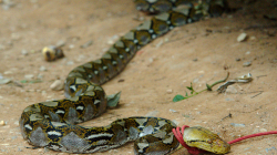 Po návratu do Akha nás čekalo překvapení - místní lovec ulovil hada