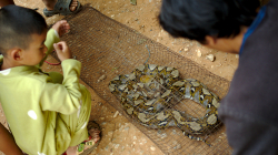 Ulovený had se bude pár dní či týdnů vykrmovat kuřaty a pak půjde do polévky