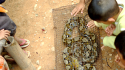 Ulovený had se bude pár dní či týdnů vykrmovat kuřaty a pak půjde do polévky