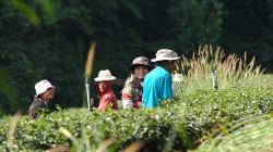 Práce na čajových polích