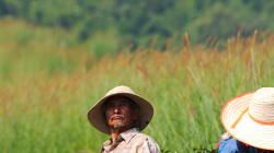 Práce na čajových polích