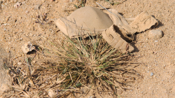 Podprda, celkem maskovaná, ale našli jsme ji