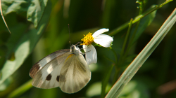 Jeden z thajských motýlů
