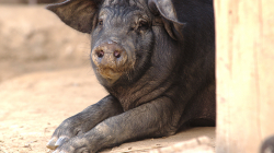 Prase, hlídalo přede dveřmi