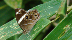 Jeden z thajských motýlů