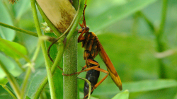 Uf, tohle měřilo snad 5cm a bzučelo jako malé letadlo