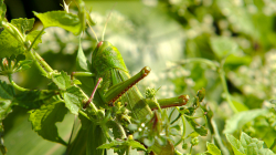 Téměř veškerý thajský hmyz je velký, kobylka měla ku 10cm