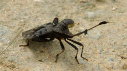 A tenhle brouk taky nebyl žádný drobek