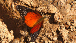 Jeden z thajských motýlů