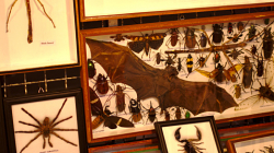 Nakupujeme na Night Bazaru