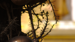 Newtonovi jablko, buddhovi ořech