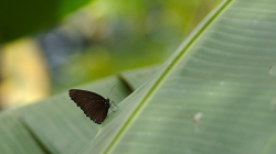 Jeden z thajských motýlů