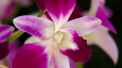 Orchideje jsou všude